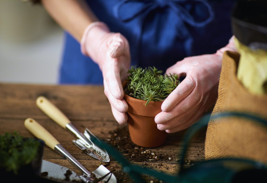 closeup of gloved hands holding a small potted plant on a table with gardening tools